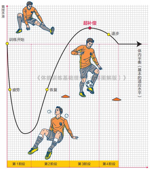 强化肌肉的机制——“超补偿”