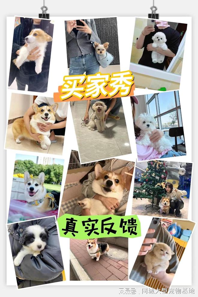 遵义哪里可以实体店看宠物？实地探访这确保安全选购您的爱宠(图4)
