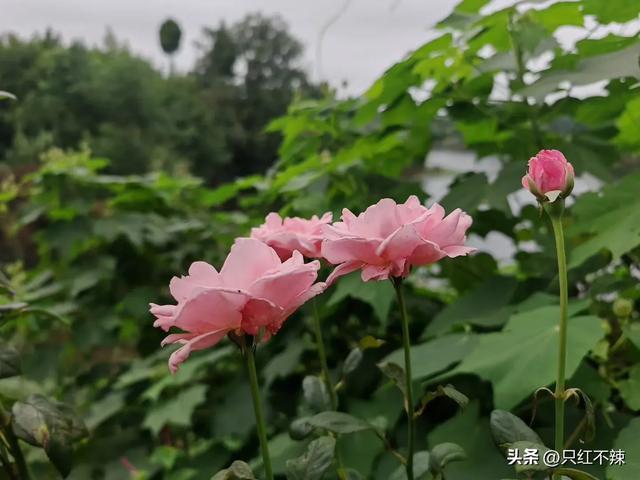 重新思考锻炼：为何我选择了站桩与八段锦