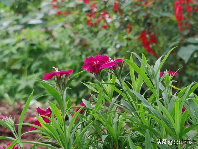 重新思考锻炼：为何我选择了站桩与八段锦(图2)