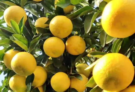 体育生卖柚子数码男种芭乐90后新农人在拼多多的“土特产”破圈之路(图1)