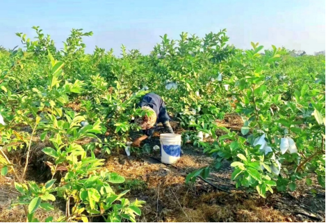 体育生卖柚子数码男种芭乐90后新农人在拼多多的“土特产”破圈之路(图3)