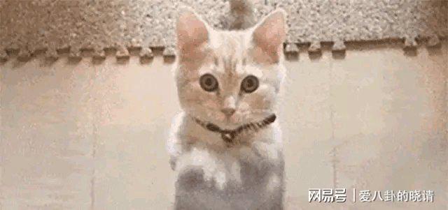 全红婵春节回家仅5天意外状况令人揪心(图13)